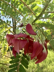 Sesbania grandiflora