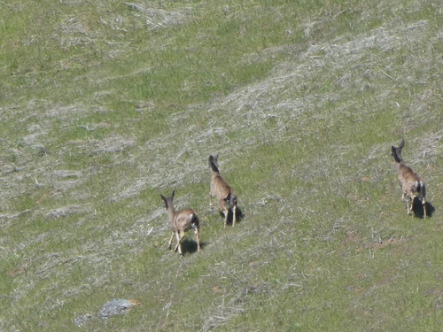 iNaturalist observation photo of Columbian Black-tailed Deer