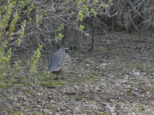 iNaturalist observation photo of California Quail