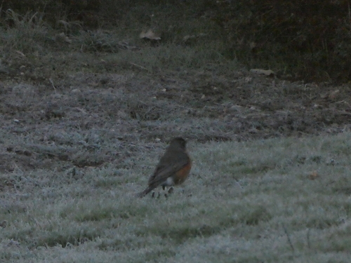 iNaturalist observation photo of American Robin
