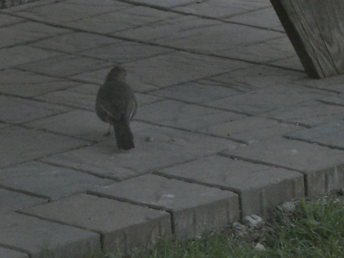 iNaturalist observation photo of California Towhee
