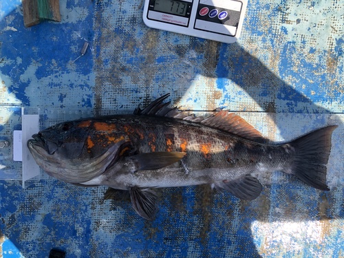 Peruvian rock seabass (Paralabrax humeralis) — Serranidae — 3