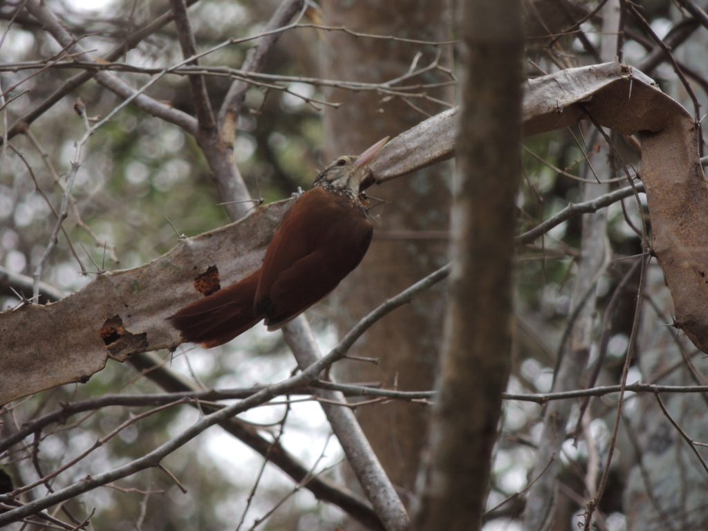 Straight-billed Woodcreeper