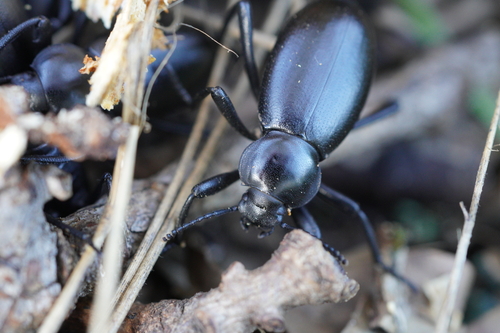 iNaturalist observation photo of Dentate Stink Beetle