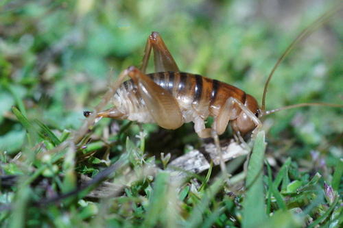 iNaturalist observation photo of California Camel Cricket