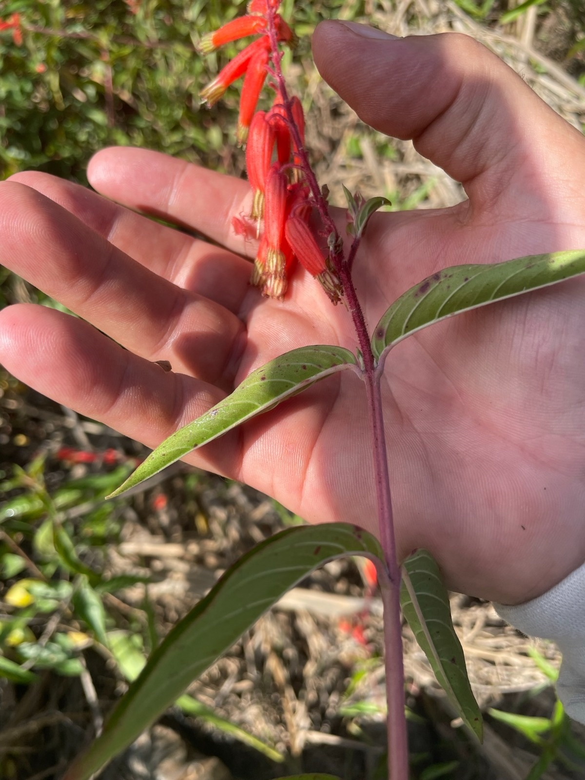 Cuphea melvilla