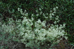 Polygonella