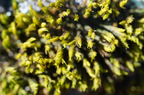 iNaturalist observation photo of Lyell's Bristle-moss