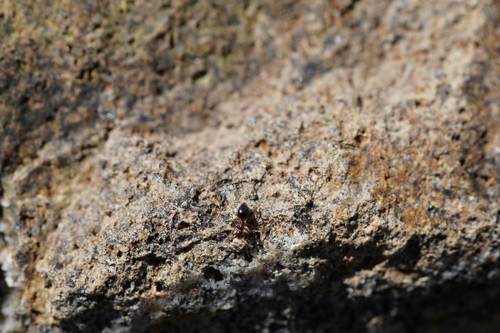 iNaturalist observation photo of American Winter Ant