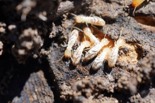 iNaturalist observation photo of Western Subterranean Termite