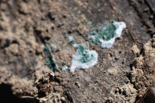 iNaturalist observation photo of Trichoderma