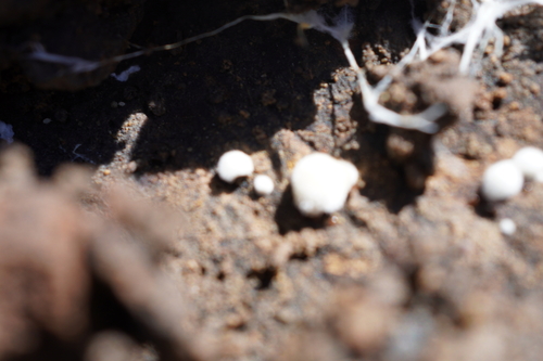 iNaturalist observation photo of Fungi Including Lichens