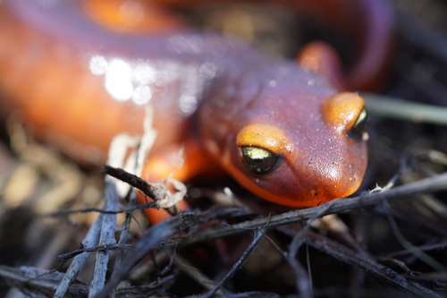 iNaturalist observation photo of Yellow-eyed Ensatina