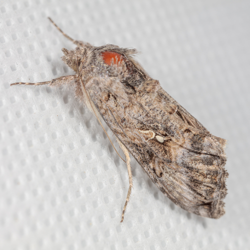 Gray Looper Moth photo 4