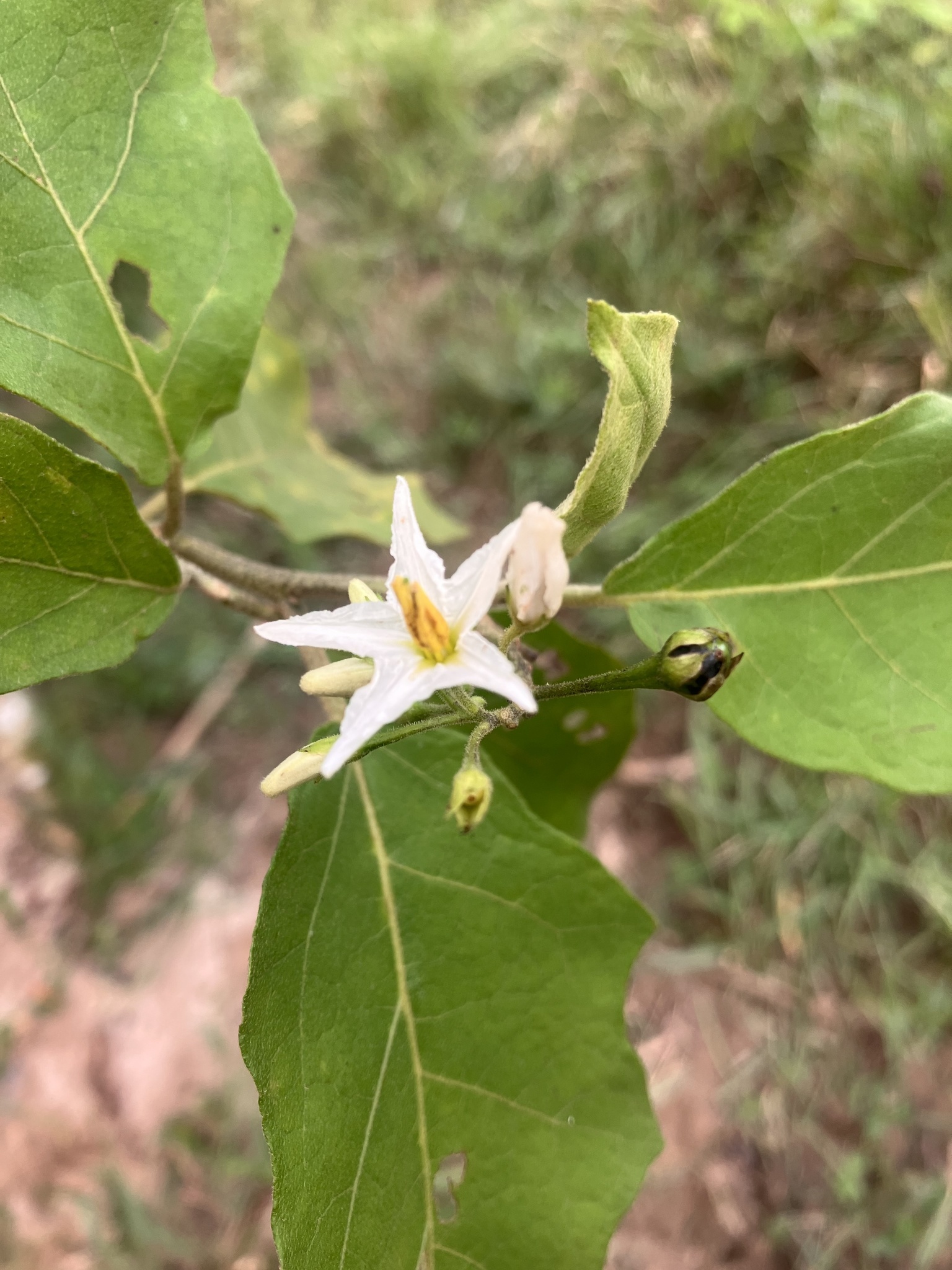 Solanum torvum — photo 3