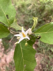 Solanum torvum — photo 3
