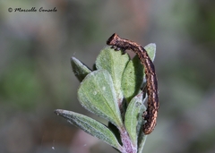 Peribatodes rhomboidaria