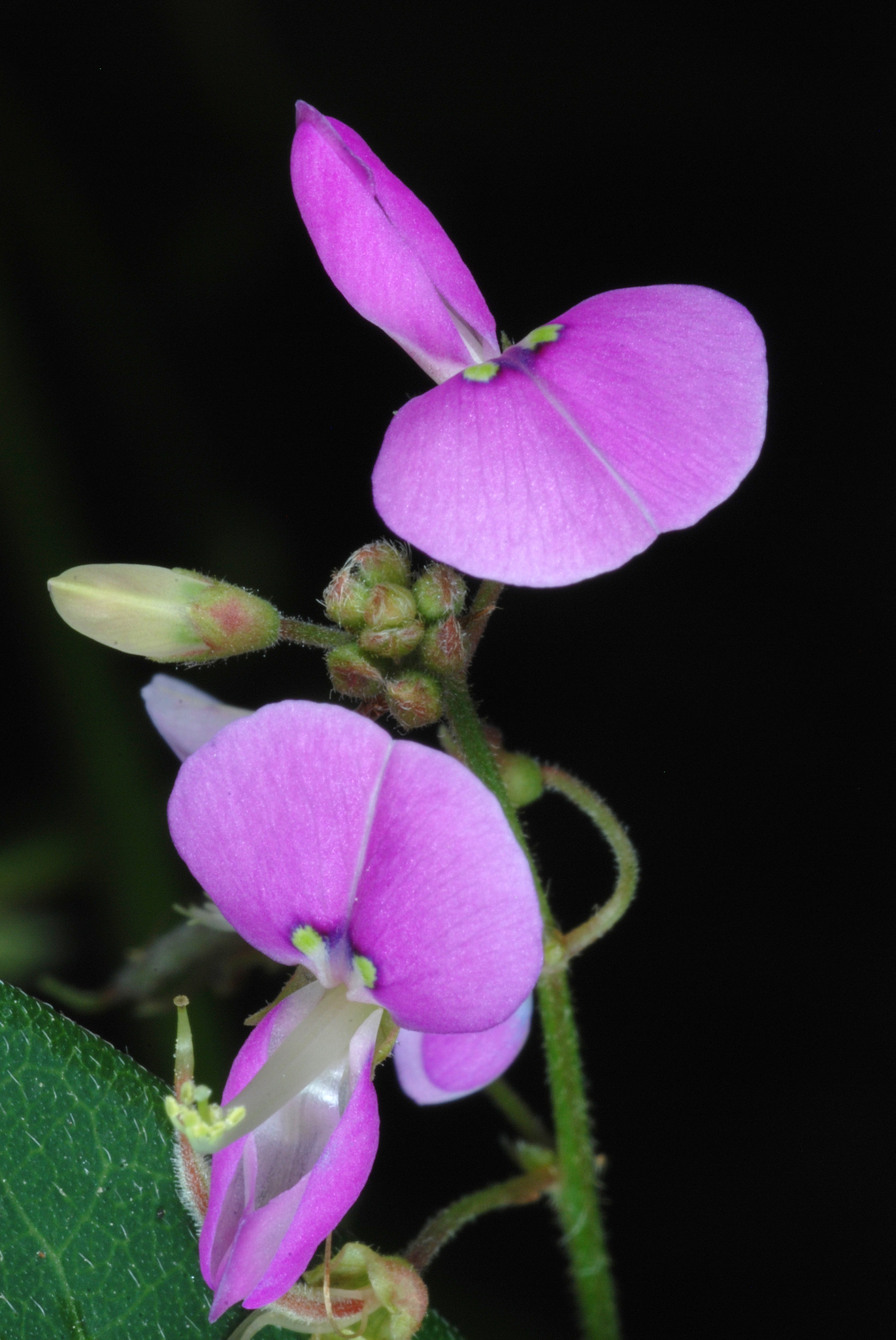 Desmodium glabellum