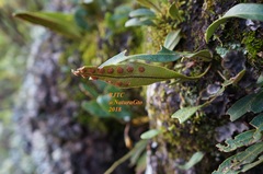 Pleopeltis polylepis