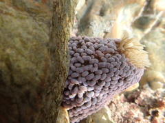 Phlyctenactis tuberculosa