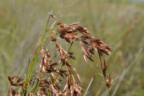 Bright Thatchreed