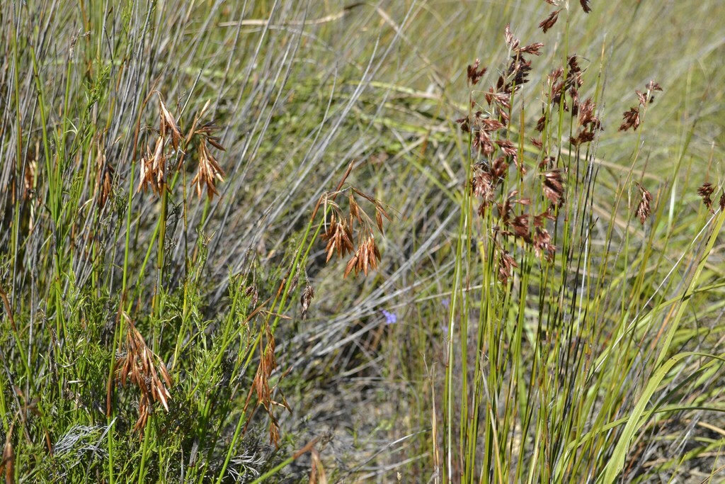 Thamnochortus guthrieae