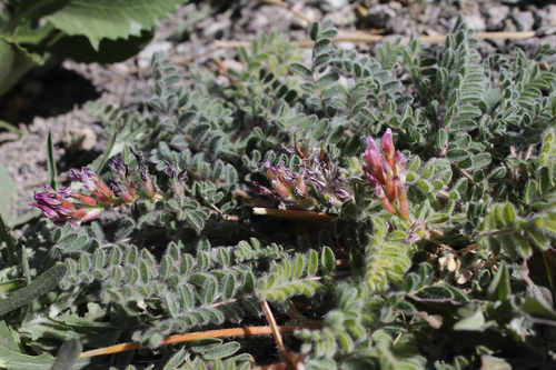 Astragalus alyssoides