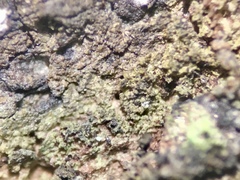 Pseudosagedia isidiata