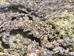 Pseudosagedia isidiata