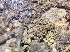 Pseudosagedia isidiata