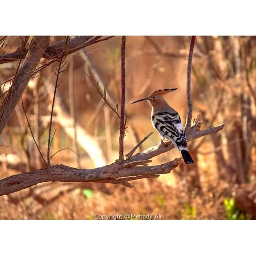 Common Hoopoe