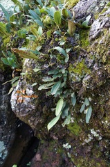 Pleopeltis polylepis