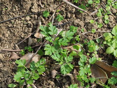 Indian wormwood (Artemisia indica)