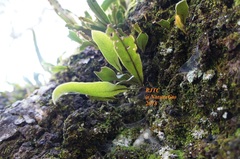 Pleopeltis polylepis