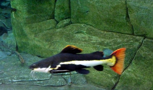 Red Tail Catfish
