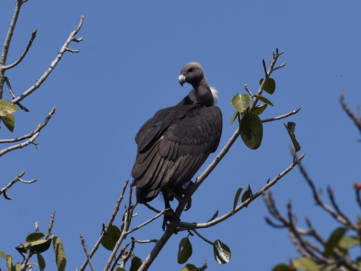 White-rumped Vulture