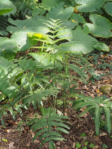 Image of Pteris fauriei by no rights reserved