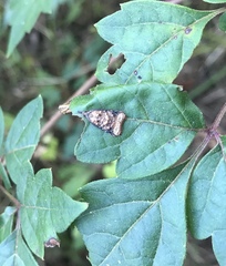 Platynota flavedana