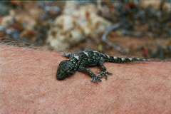 Tarentola boettgeri bischoffi