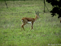 Antilope cervicapra