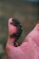 Tarentola boettgeri bischoffi