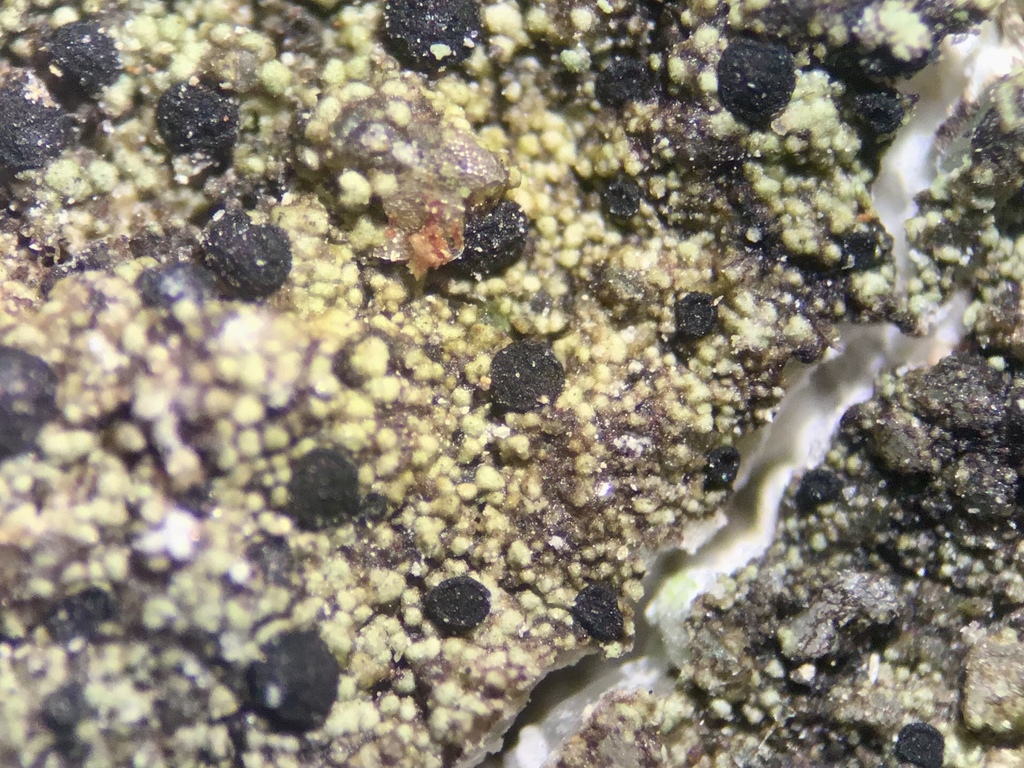 Buellia vernicoma