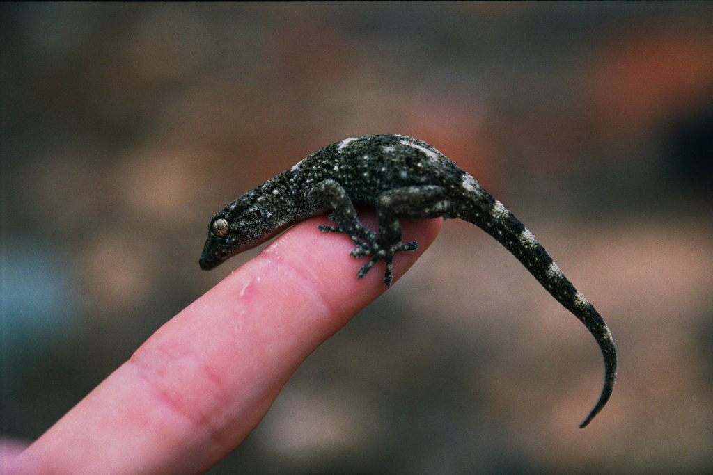 Tarentola boettgeri bischoffi (Madeira Reptilien und Amphibien