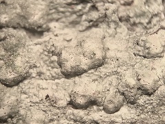 Pertusaria paratuberculifera