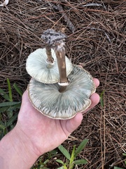 Chlorophyllum molybdites image