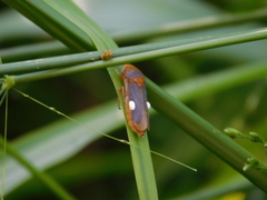 Oncometopia hamiltoni