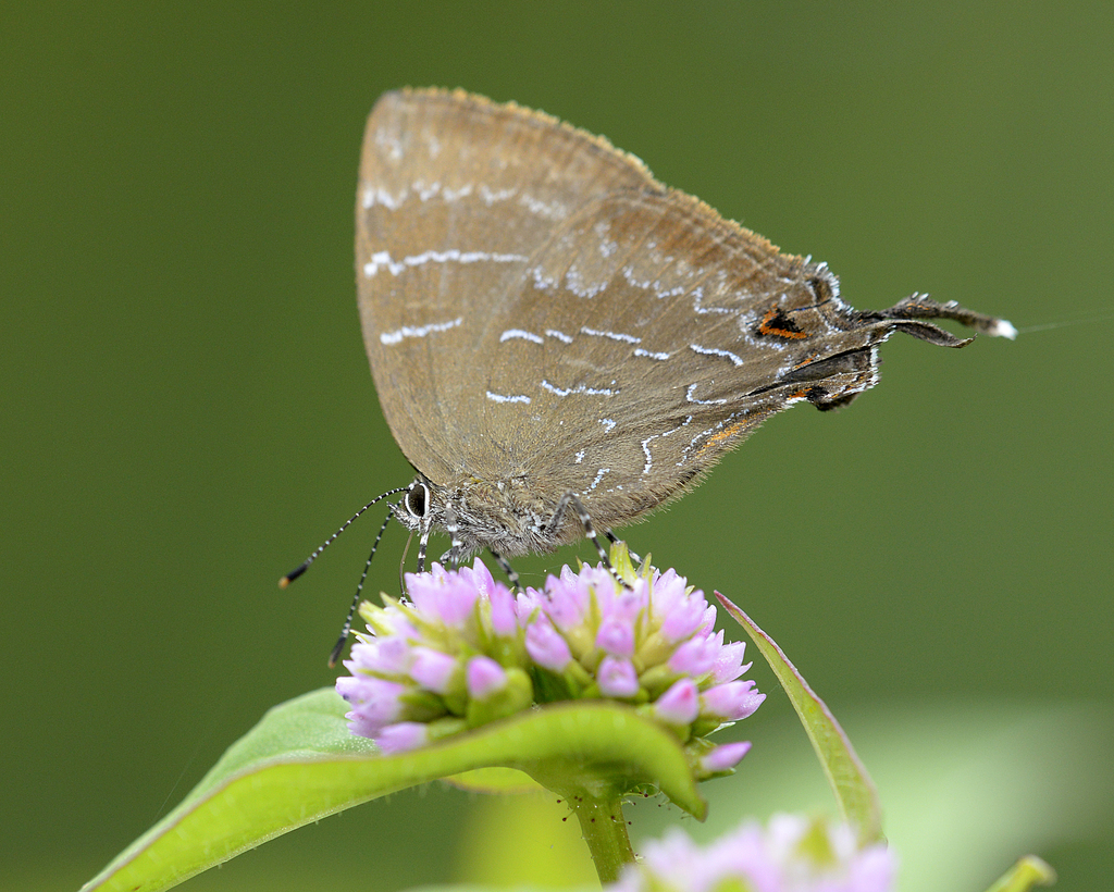 Johnsonita