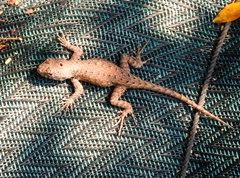 Sceloporus nelsoni