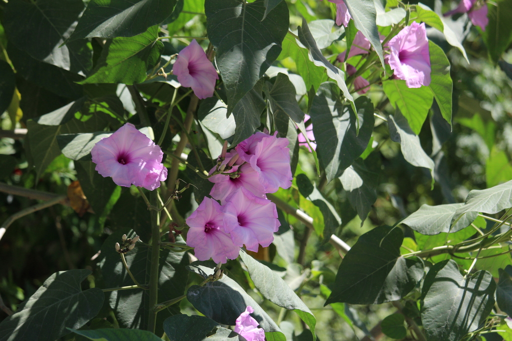 Ipomoea carnea, El Remate, Guatemala