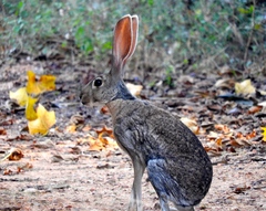 Lepus alleni